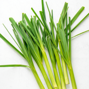 למון גראס טרי